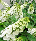 Hydrangea Quercifolia Snow Queen Live Plant - 5-6" Tall - Oakleaf Hydrangea