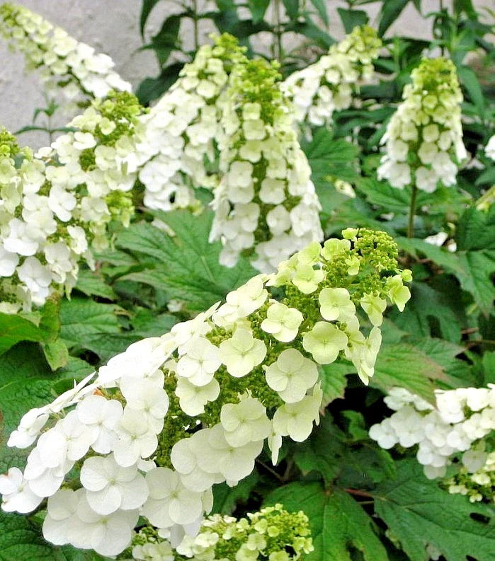 Hydrangea Quercifolia Snow Queen Live Plant - 5-6" Tall - Oakleaf Hydrangea