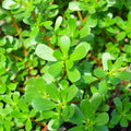 Green Purslane Seeds - Portulaca Oleracea - Edible Lettuce Verdolaga for Gardening & Salads