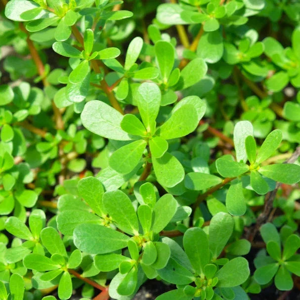 Green Purslane Seeds - Portulaca Oleracea - Edible Lettuce Verdolaga for Gardening & Salads