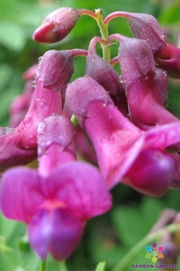 Lathyrus niger Perennial Sweet Pea Seeds – 50+ Pack for Garden, Climbing, Fragrant, USA Grown