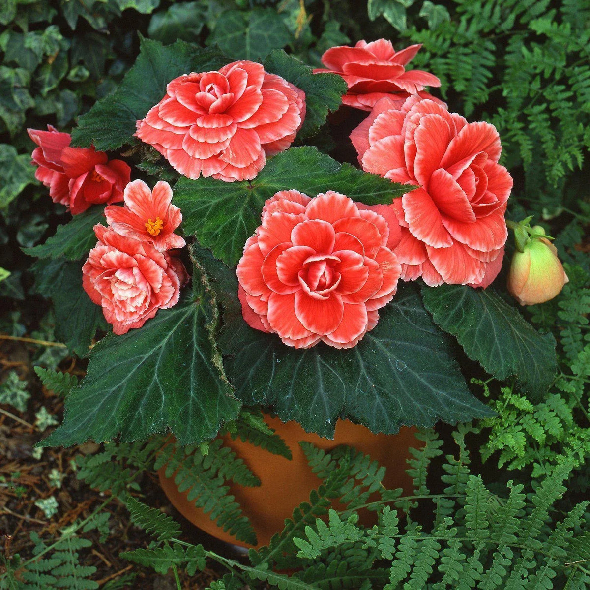 Begonia Seeds 500 Count - Tuberhybrida Hot Tip Salmon - Vibrant Foliage for Indoor & Outdoor Gardens