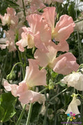 Heaven Scent Sweet Pea Seeds – Fragrant Garden Flowers, Climbing Vine, Lathyrus odoratus, Assorted Colors, 50 Seeds