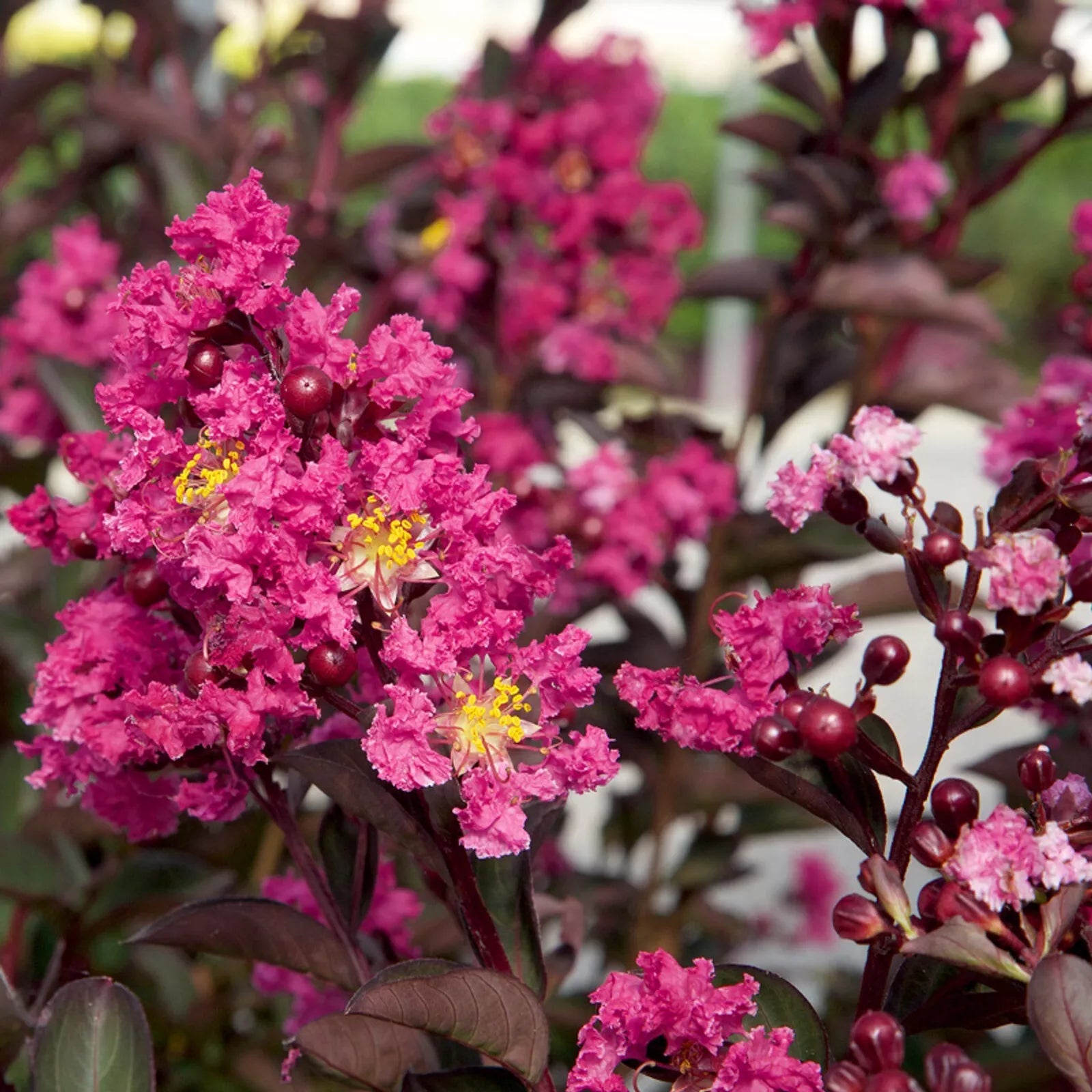 Pink Fusion Cape Myrtle Seeds - Lagerstroemia indica Perennial Flower Seeds for Gardens & Landscaping, Drought-Tolerant, Butterfly & Hummingbird Attracting