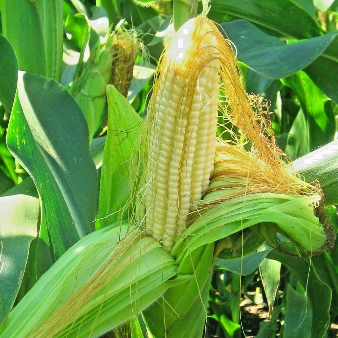 Organic Bantam 8 Row Sweet Corn Seeds - Heirloom Zea mays, Non-Hybrid, Native Vegetable Seeds for Home Gardening