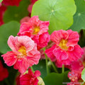 Jewel Cherry Rose Nasturtium Seeds - 50+ Pack, Tropaeolum majus, Edible Flowers, Garden Flower Seeds, Annual, USA