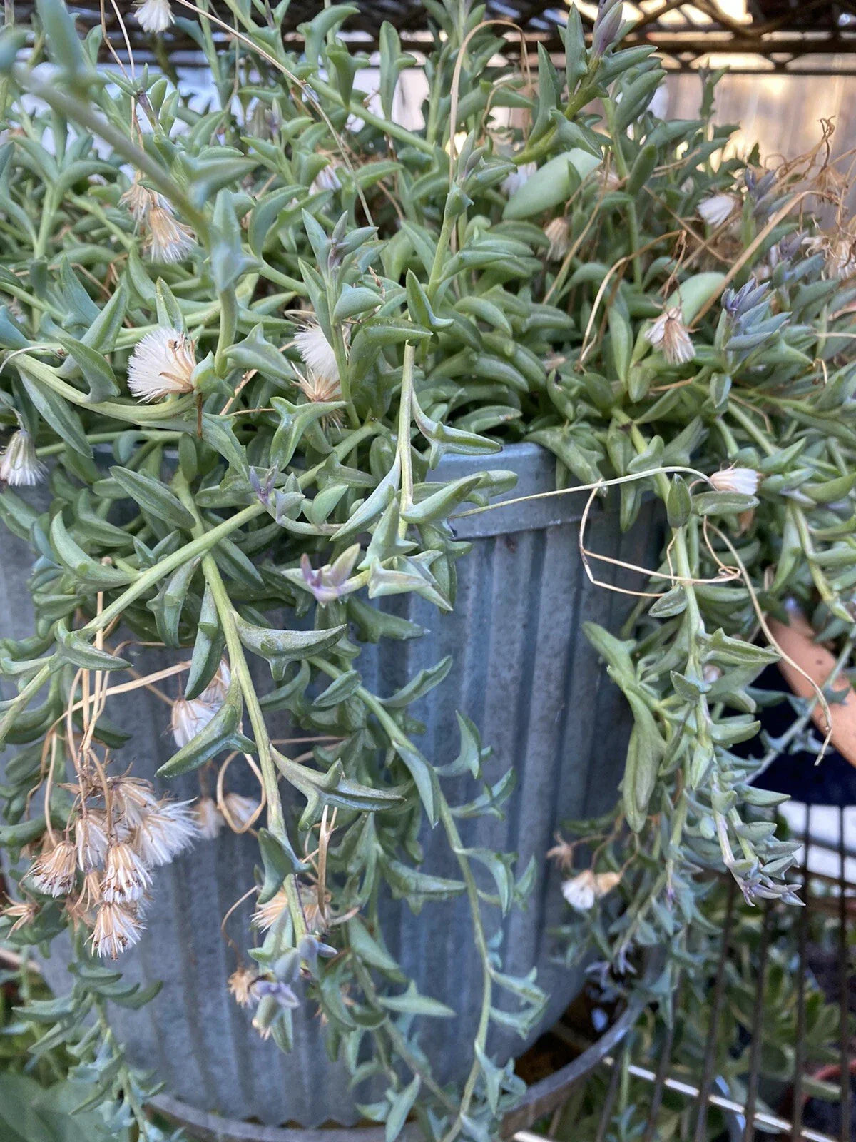 String of Dolphins Cuttings 12 Pack - Senecio peregrinus Succulent Plant for Hanging & Cascading Displays