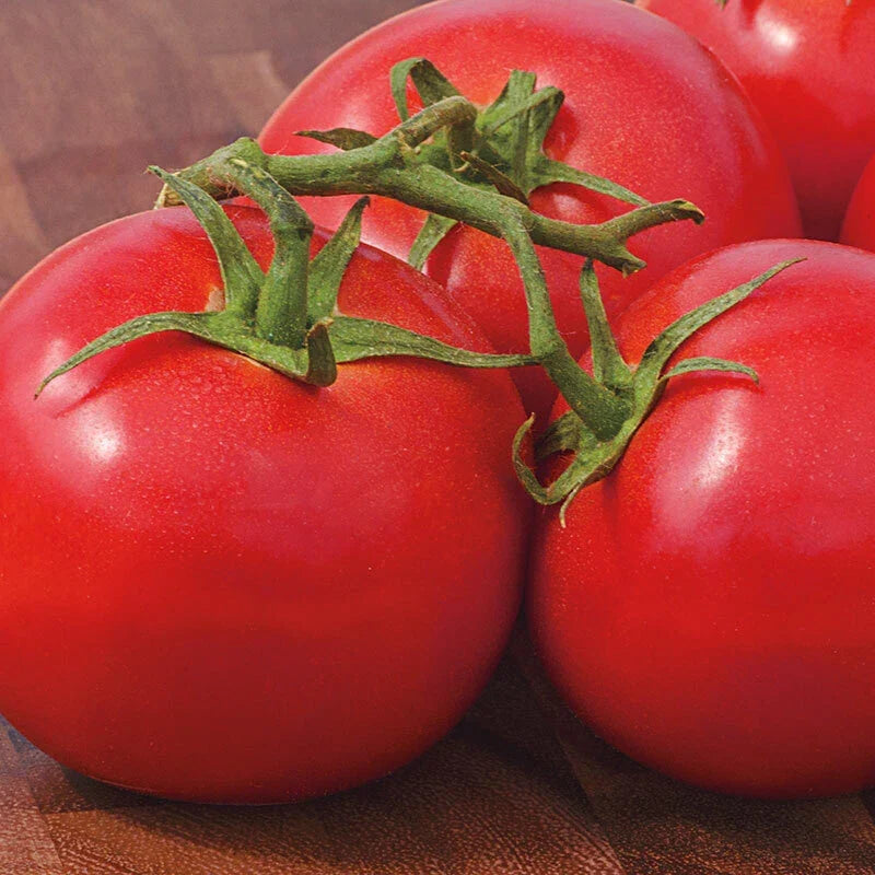 Early Girl Tomato Seeds - Heirloom, Fast-Growing, High Yield Solanum lycopersicum for Garden, Container, Canning