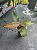 Philodendron Pink Princess Plant 3" Pot Variegated Philodendron erubescens Indoor Houseplant