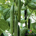 Tyria Cucumber Seeds – Pack of 25+ Cucumis sativus Heirloom, Non-GMO, Garden Planting, Crunchy, Vining, Full Sun