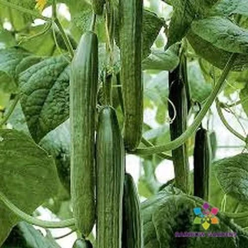 Tyria Cucumber Seeds – Pack of 25+ Cucumis sativus Heirloom, Non-GMO, Garden Planting, Crunchy, Vining, Full Sun