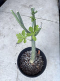 Adenia Venenata Caudex Succulent Plant – Unique Caudiciform, Drought-Tolerant Indoor Greenery, Passifloraceae, 4-Inch Pot
