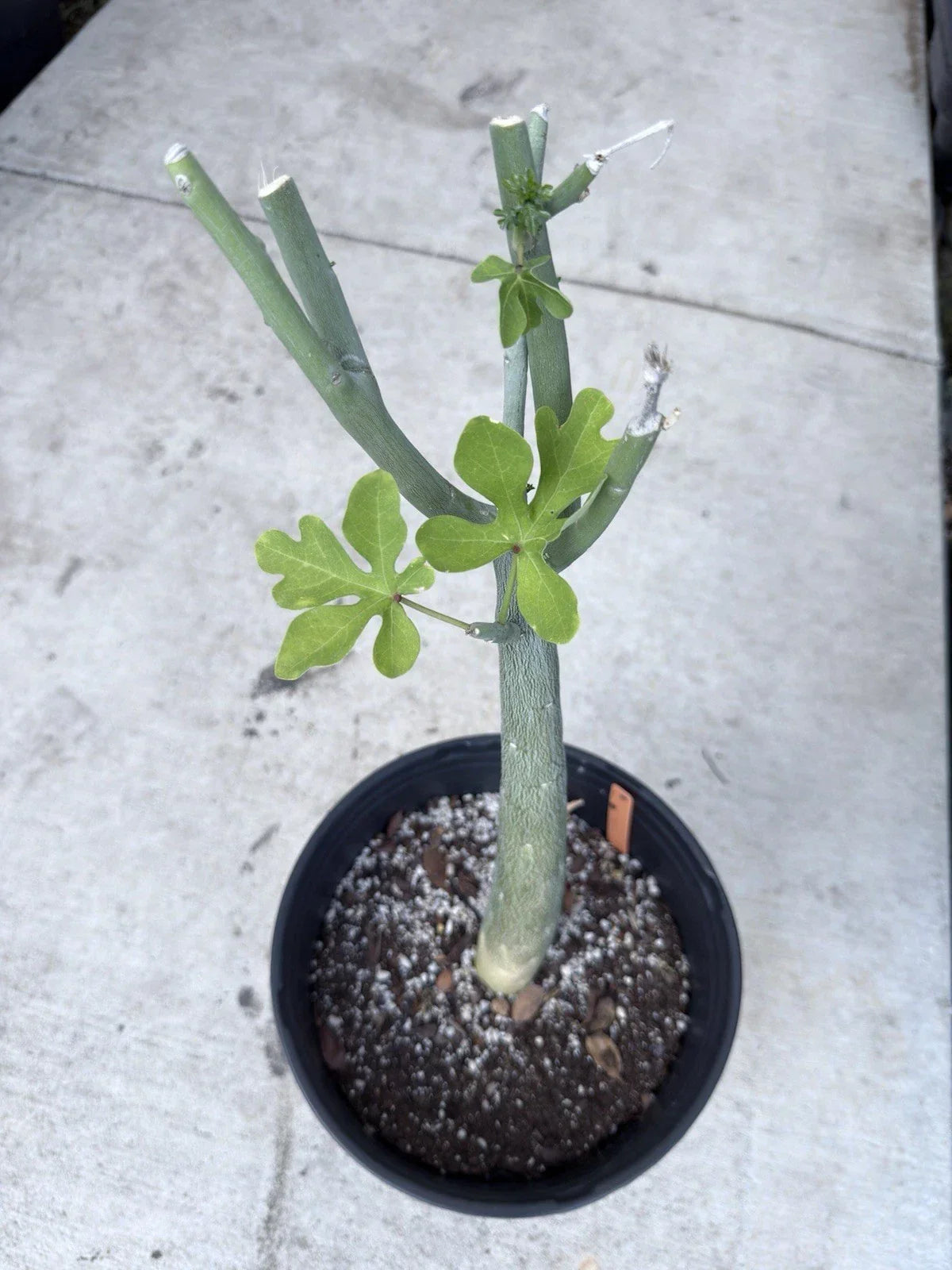 Adenia Venenata Caudex Succulent Plant – Unique Caudiciform, Drought-Tolerant Indoor Greenery, Passifloraceae, 4-Inch Pot