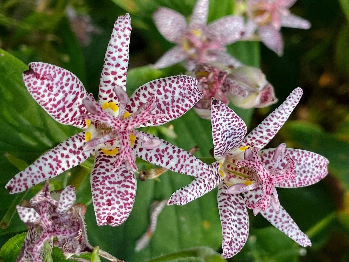 Tricyrtis ‘Sinonome’ Japanese Toad Lily Live Starter Plant, Shade Perennial with Exotic Fall Blooms