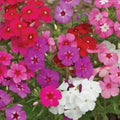 Organic Phlox Drummondii Mix Seeds - 100 Pack, Annual Flower, Multi-Color, USA Grown