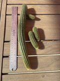 Hildewintera Aurespina Hybrid Cactus Cuttings - Amethyst Cleistocactus - Live Succulent Propagation Plant