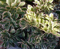Cactus Cutting #5 - Succulent Variety for Indoor Gardens - Echinopsis spp.
