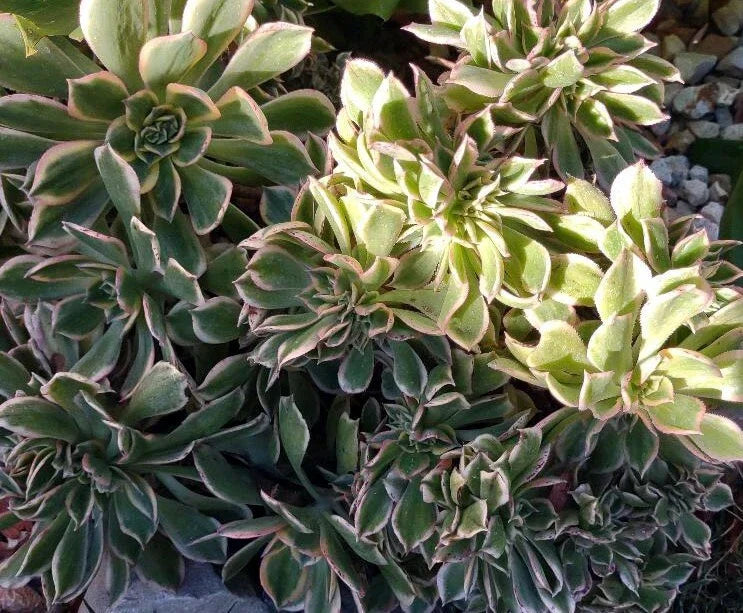 Cactus Cutting #5 - Succulent Variety for Indoor Gardens - Echinopsis spp.