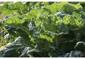 Mustard Green Seeds - Organic Florida Broad Leaf Edible Leafy Green - Brassica juncea, Non-GMO, Heirloom, Full Sun, 100 Pack