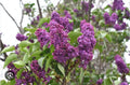 Congo Lilac Starter Plant 4-8” | Syringa Vulgaris Small Well Rooted