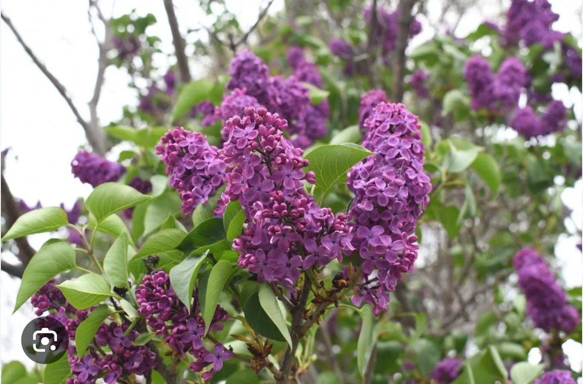 Congo Lilac Starter Plant 4-8” | Syringa Vulgaris Small Well Rooted