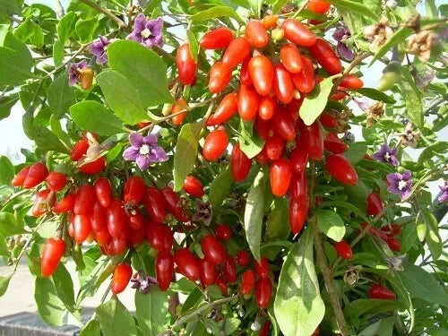 Goji Berry Cuttings 6+2 Pack, Lycium barbarum, Fruit Bush for Rooting, Superfood Plant