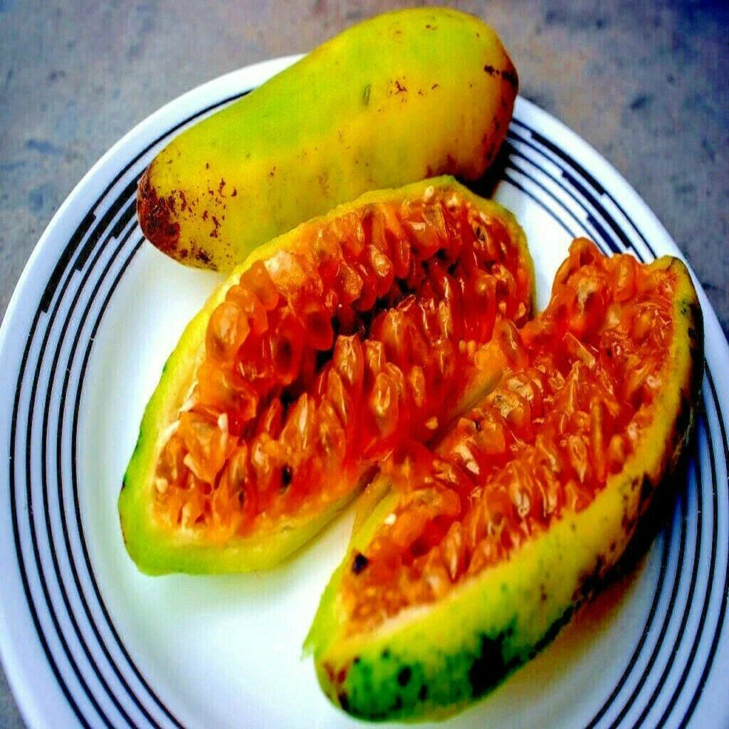 Banana Passionfruit Seeds | Rare Fast-Growing Vine Passiflora Mollissima | Tropical Fruit Plant for Garden or Indoor