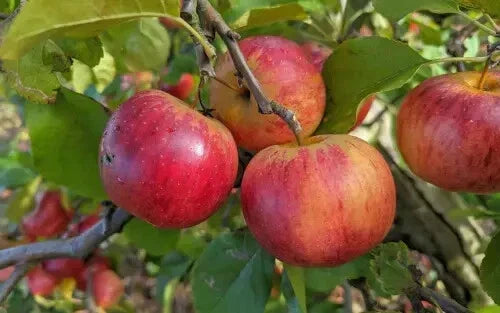 Rubinola Apple Seeds - 25+ Pack for Garden Planting, Malus domestica, Juicy, Sweet, Non-GMO, Orchard & Backyard Growth