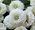 White Polar Bear Zinnia Seeds - 100+ Pack, Annual, White Flowers, Zinnia elegans, Butterfly Attracting, Garden & Cut Flowers