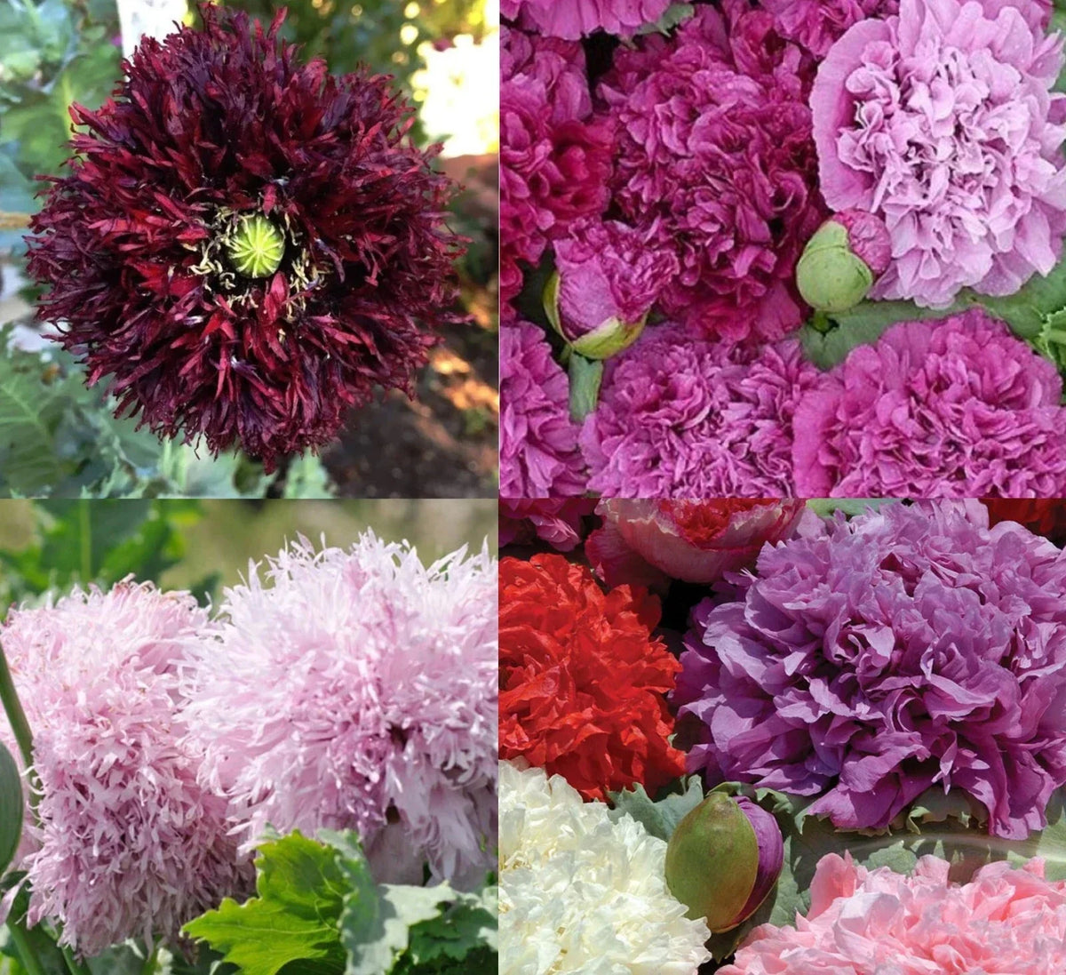 Purple Passion Poppy Seeds - Non-GMO Double Bloom Mix - Papaver somniferum - 500 Seeds for Garden, Floral Arrangements