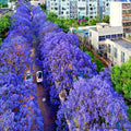 Jacaranda Fern Tree Seeds - Tropical Blue Flowers - Mimosifolia acutifolia - Exotic Garden Seeds for Landscaping
