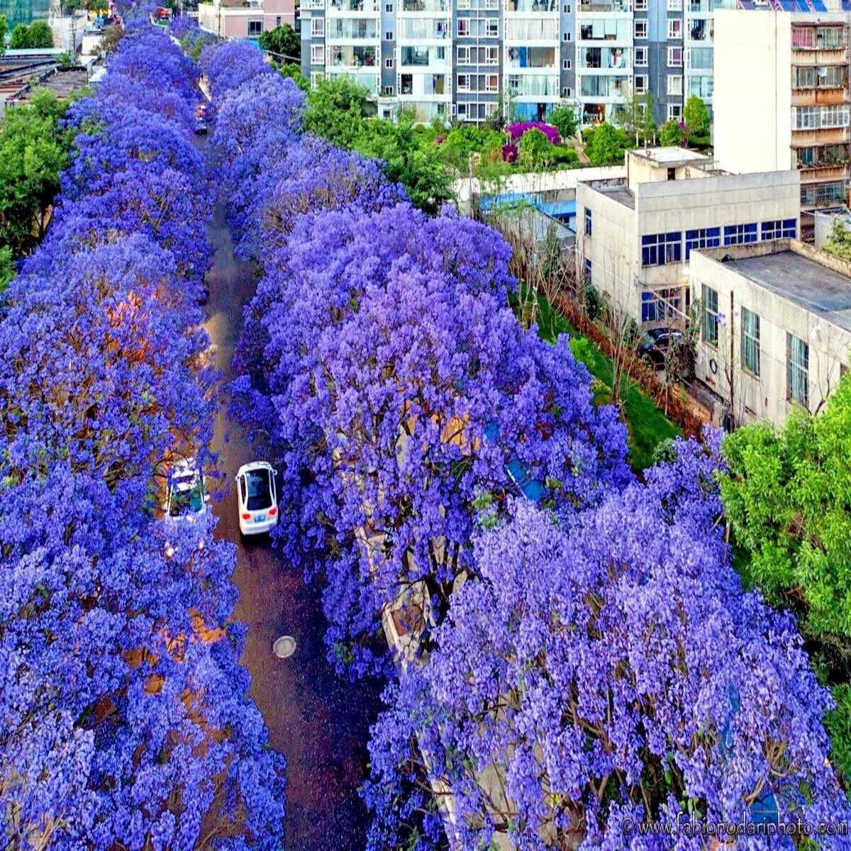 Jacaranda Fern Tree Seeds - Tropical Blue Flowers - Mimosifolia acutifolia - Exotic Garden Seeds for Landscaping