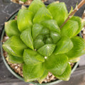 Set of 2 Haworthia cuspidata 'Star Window' Succulents - Bare Root Plants for Indoor & Outdoor Gardening