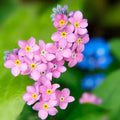 Forget Me Nots Seeds - 200 Non-GMO Perennial Ground Cover Flowers - Myosotis spp. - Rose Color