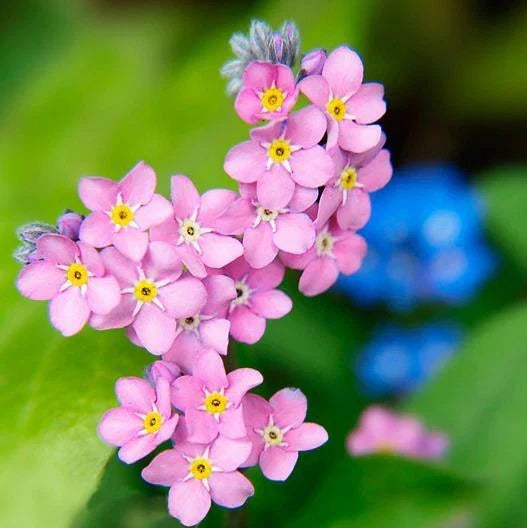 Forget Me Nots Seeds - 200 Non-GMO Perennial Ground Cover Flowers - Myosotis spp. - Rose Color