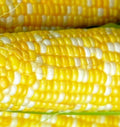 Peaches & Cream Corn Seeds – Hybrid Sweet Corn Seeds – Zea mays – Fresh Vegetable Seeds for Home Garden