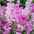 Clary Sage Seeds Pink Sundae Variety - Salvia sclarea for Pollinators - Non-GMO, 200 Seeds