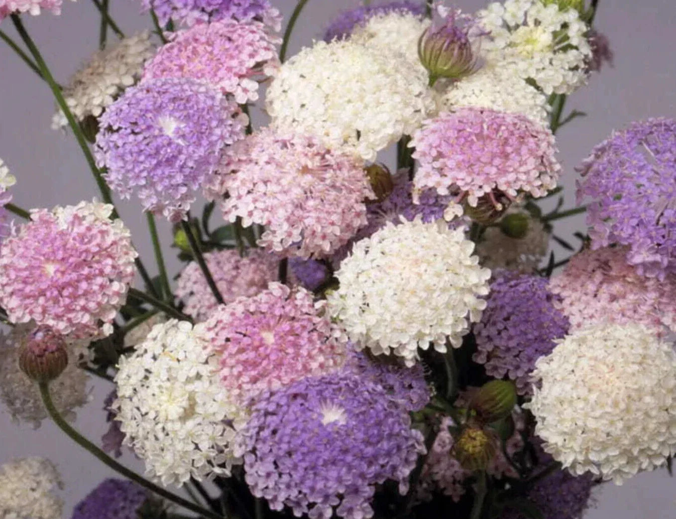 Didiscus Caeruleus Seeds - 25 Pack Colorful Flowering Annuals for Garden Beds & Containers