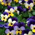 Johnny Jump Up Viola Seeds | Non-GMO Heirloom Flower Seeds | Viola tricolor | Compact 6-8 inch blooms
