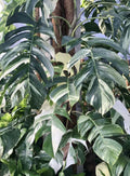 Epipremnum Pinnatum Albo Cutting - Rare White Variegated Pothos Plant for Indoor Decor and Propagation