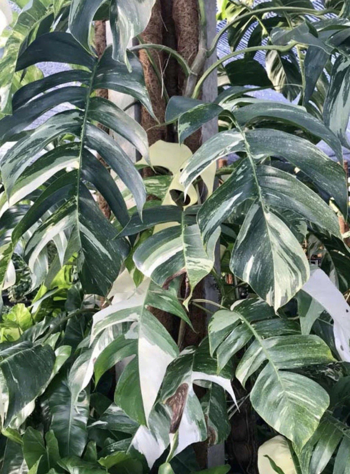 Epipremnum Pinnatum Albo Cutting - Rare White Variegated Pothos Plant for Indoor Decor and Propagation