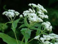 Boneset Herb Seeds 100 Pack, Perennial Medicinal Plant, Eupatorium perfoliatum, Butterfly-Friendly Garden Seeds
