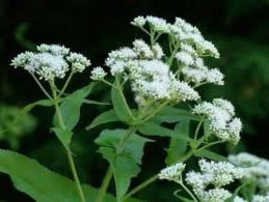 Boneset Herb Seeds 100 Pack, Perennial Medicinal Plant, Eupatorium perfoliatum, Butterfly-Friendly Garden Seeds