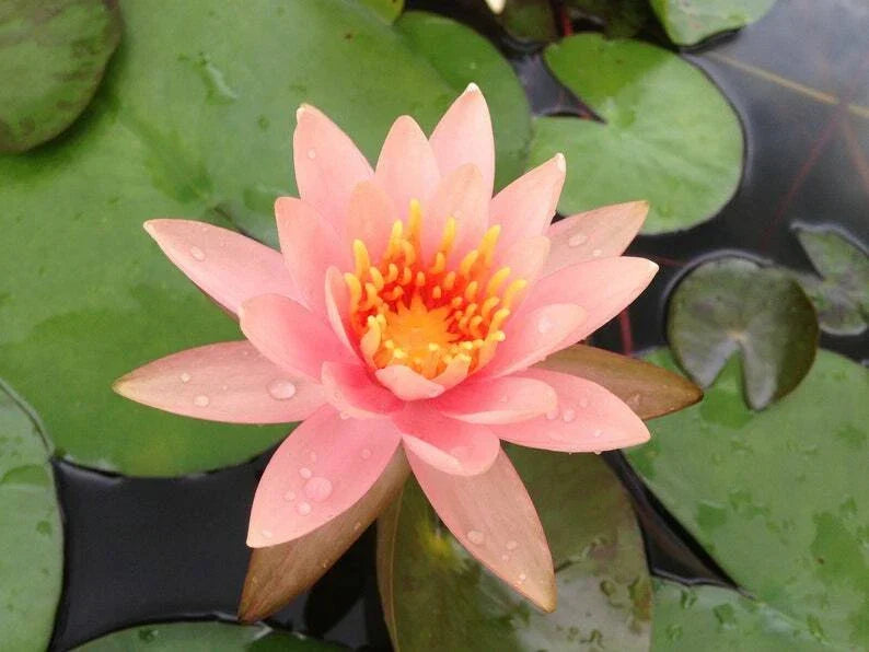 Soft Pink Lotus Seeds - Pack of 5 - Nelumbo nucifera - Hardy Tropical Water Garden Flower Seeds