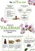 Valerian Seeds 150 Pack - Medicinal Herb, Perennial, Valeriana officinalis, Non-GMO, Relaxation, Herbal Garden Seeds