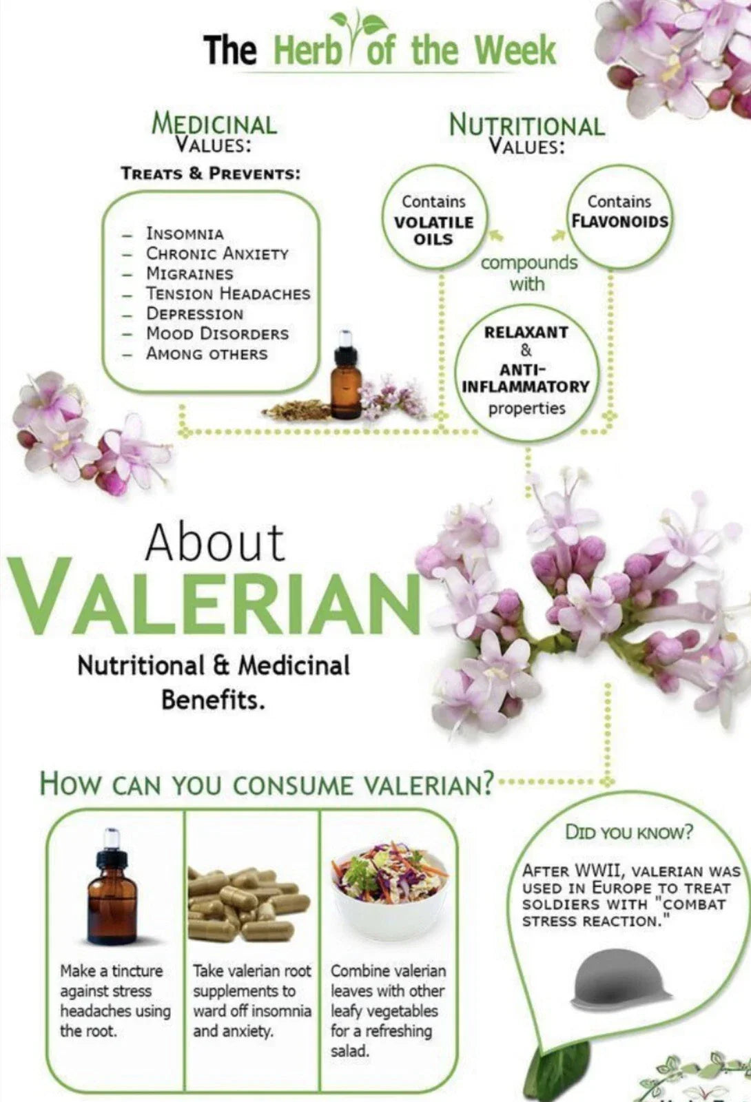 Valerian Seeds 150 Pack - Medicinal Herb, Perennial, Valeriana officinalis, Non-GMO, Relaxation, Herbal Garden Seeds