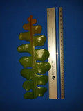 Epiphyllum Anguliger Cuttings - 10 Healthy Fishbone Cactus Plants with Fragrant White Flowers
