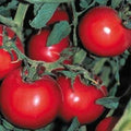 Thessaloniki Premier Slicer Tomato Seeds - Heirloom Solanum lycopersicum, 25 Seeds for Fresh Salads & Sandwiches