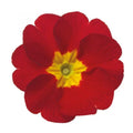 Primula Danova Red Flower Seeds - 500 Pack, Vibrant Blooms, Easy to Grow, Garden, Container, Perennial, Primula spp.
