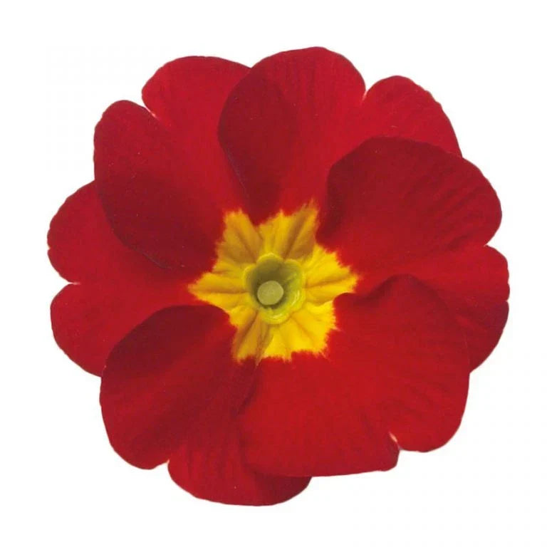 Primula Danova Red Flower Seeds - 500 Pack, Vibrant Blooms, Easy to Grow, Garden, Container, Perennial, Primula spp.